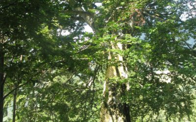 L’ALBERO MAESTRO